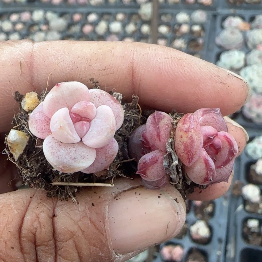 一***W多肉小卡拉米糖心一物一拍