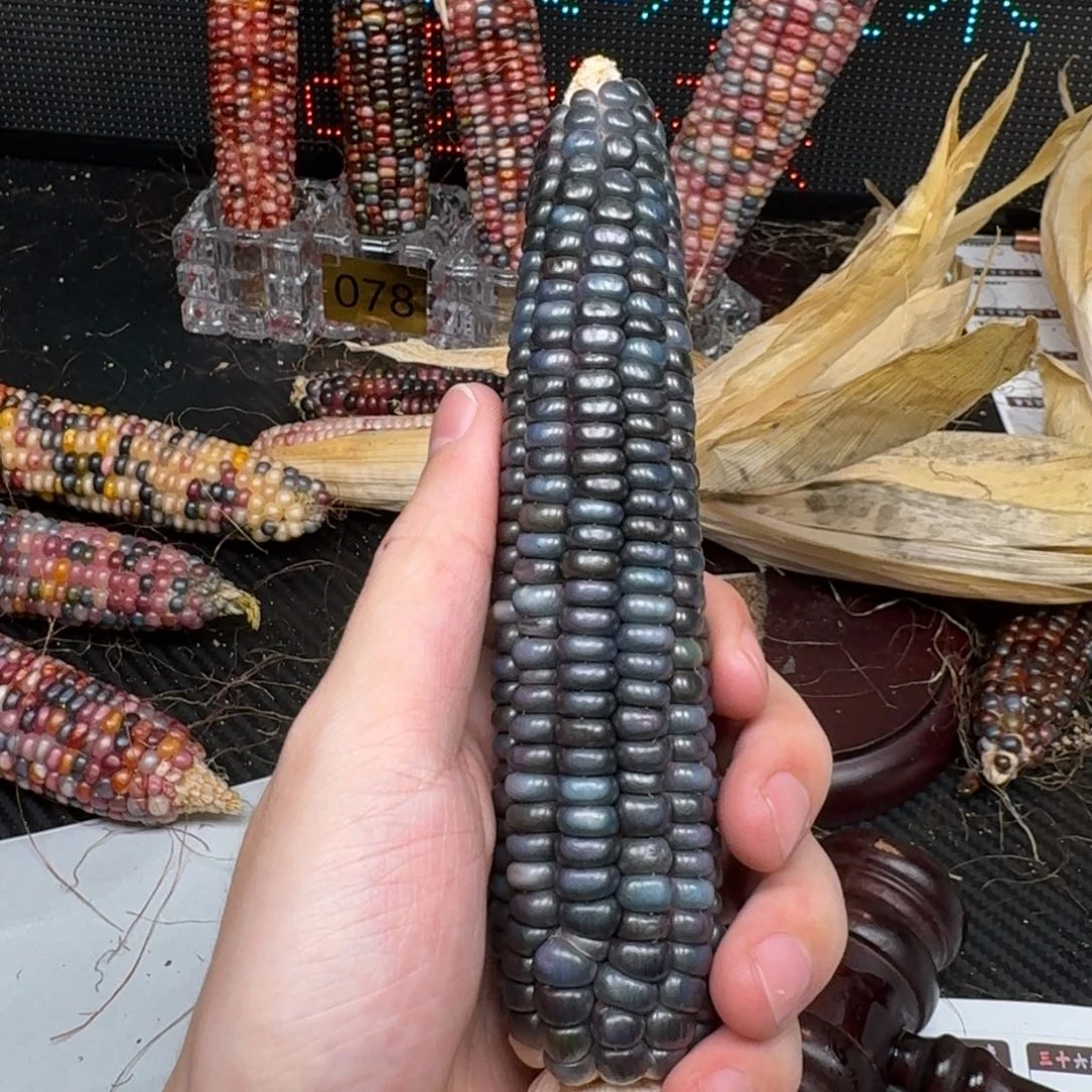 柏香籽/百香籽吊坠小**乖