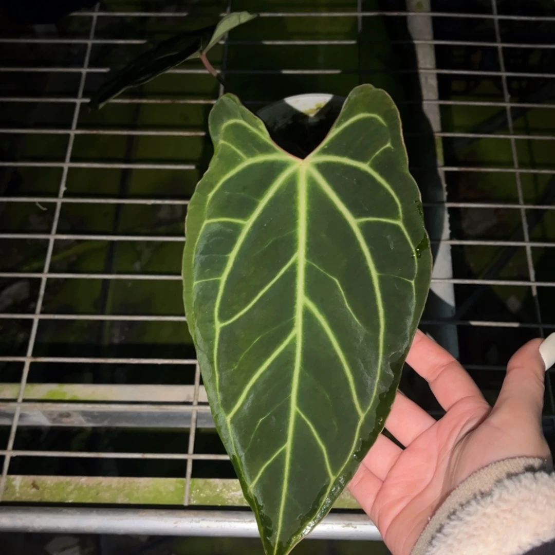 不开花植物贝斯（89
