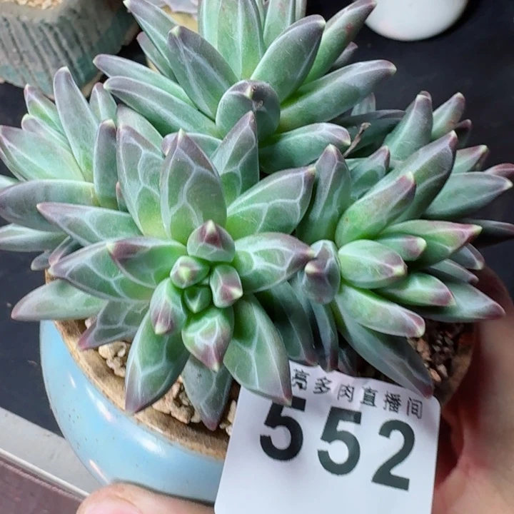 美人         精控精养多肉植物