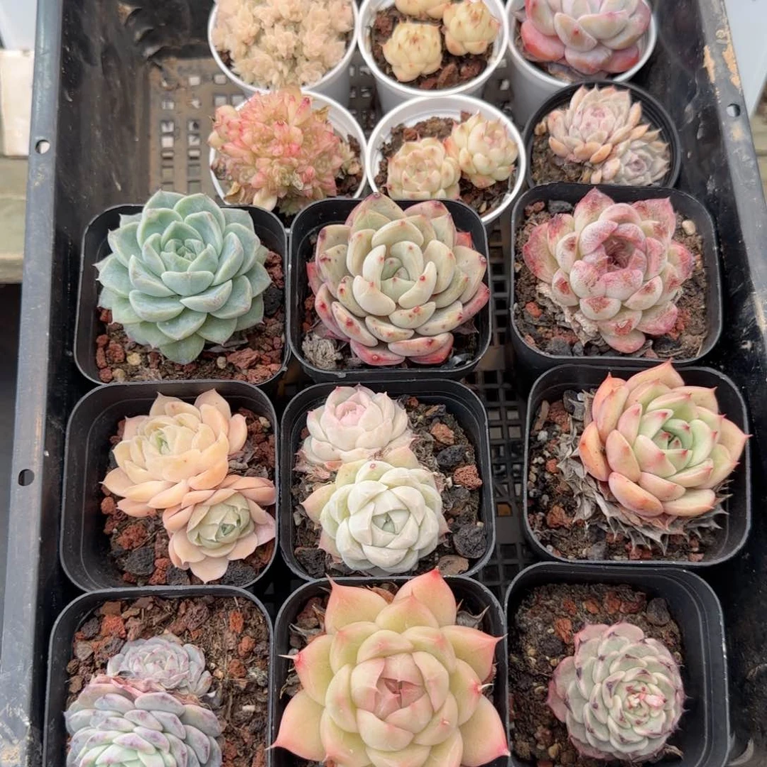 框拍框拍0208-106