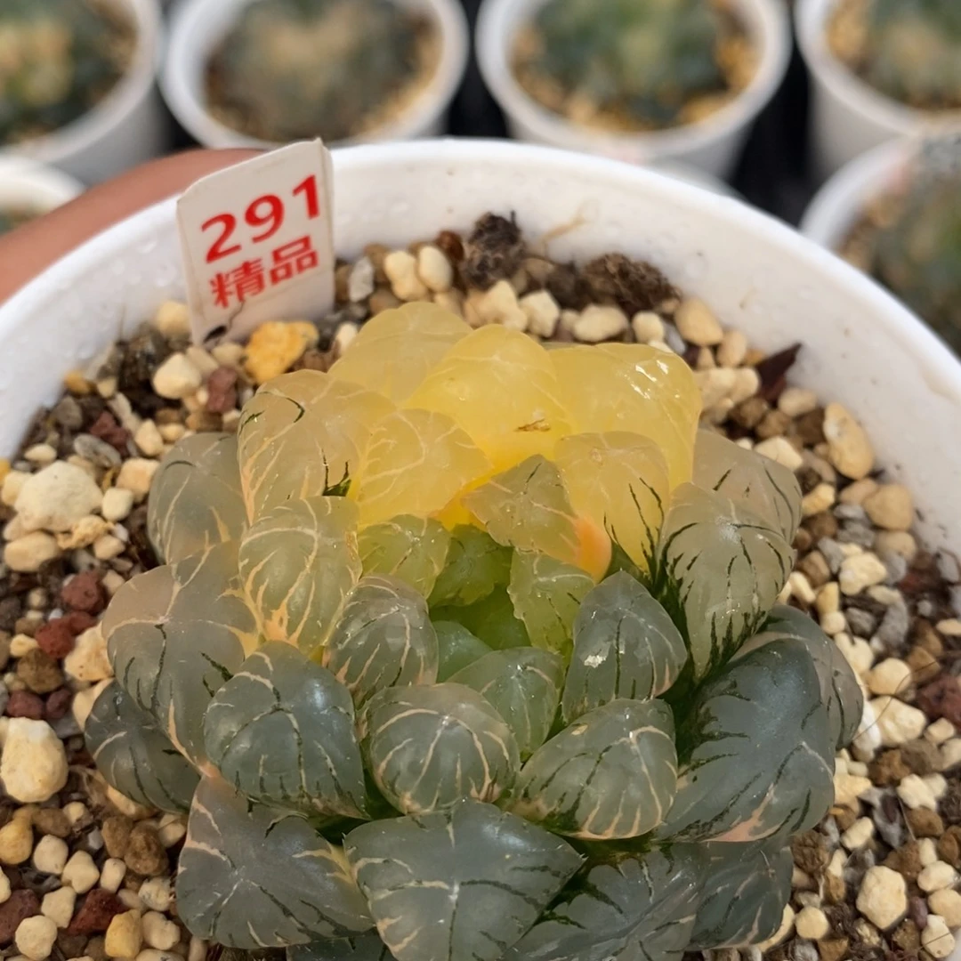 不开花植物291玉露