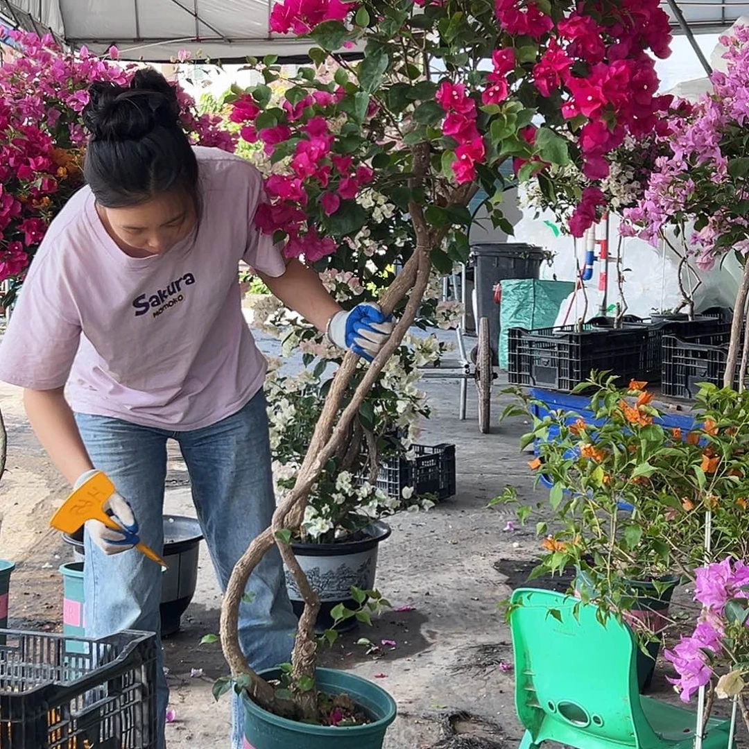 小***语大部分花苞少量开放H65黑玫瑰