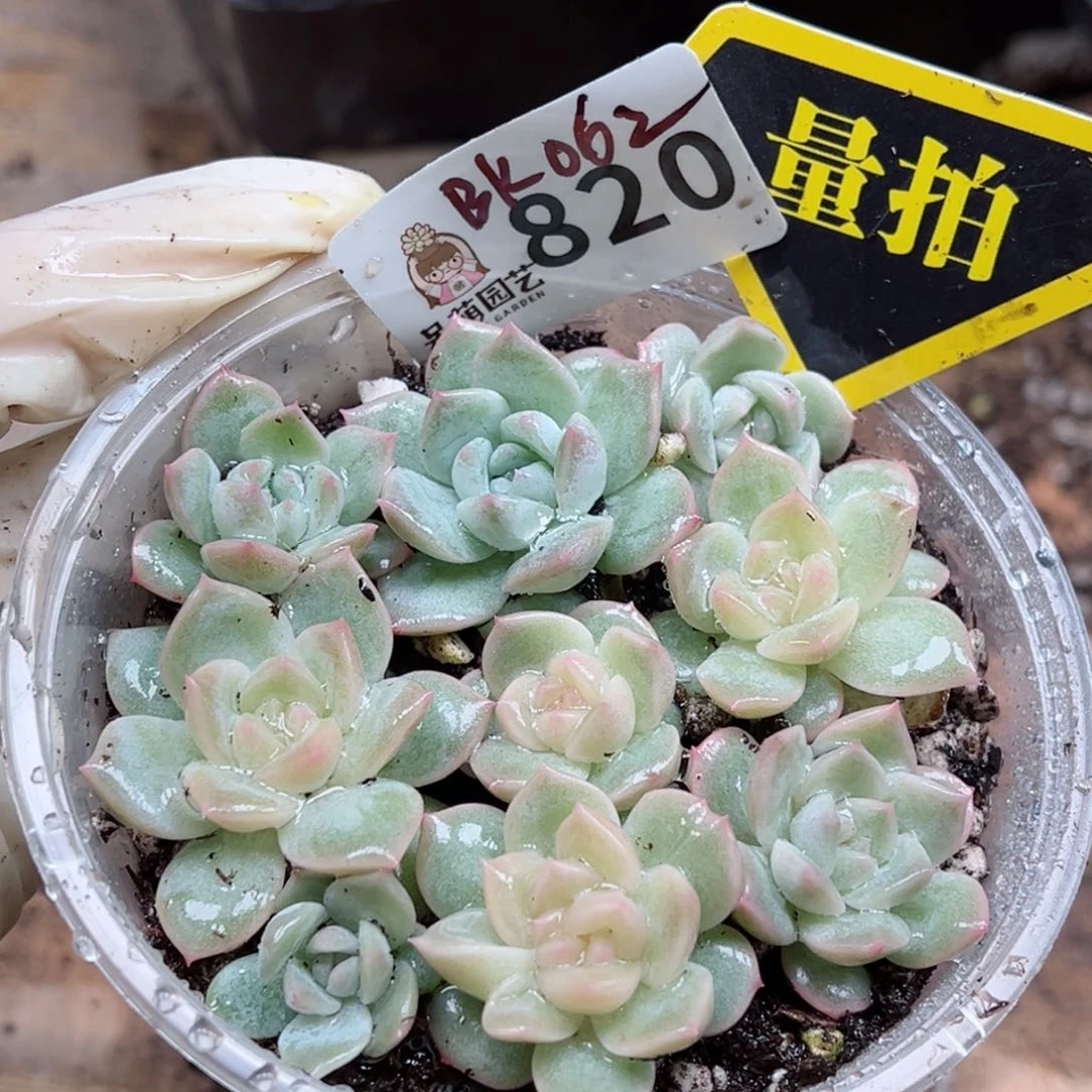 多肉植物多肉植物