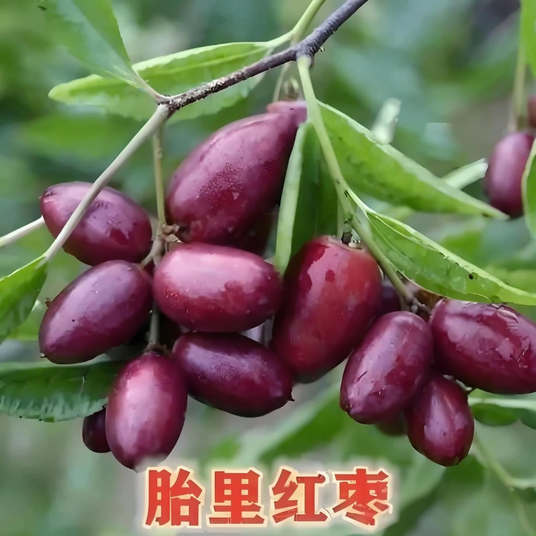 状元黄皮果车厘子红枣树苗南方北方庭院阳台盆栽面包地栽果树果苗