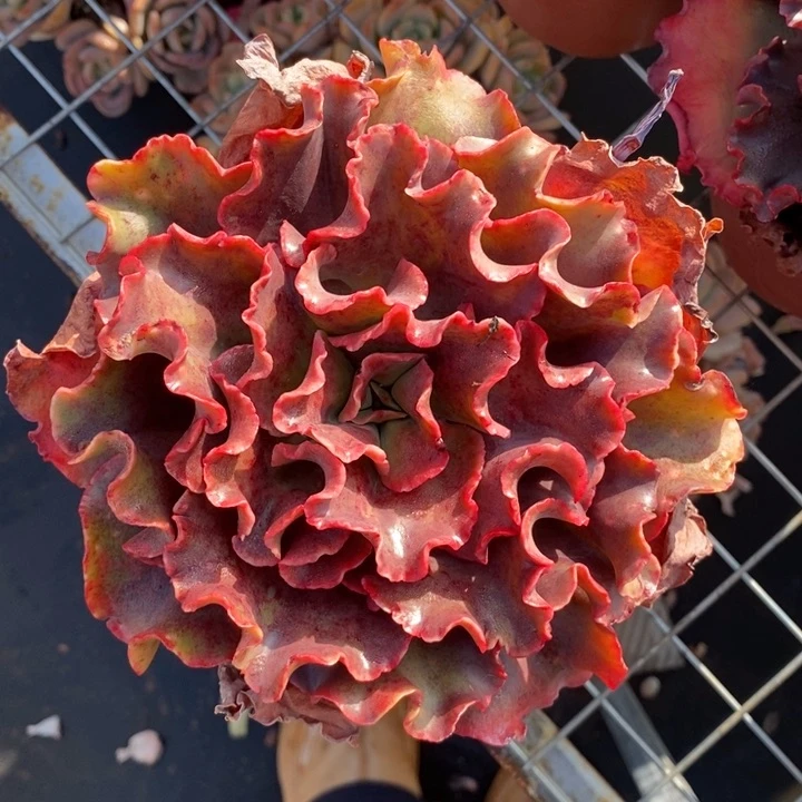 196包菜肉肉肉肉肉肉肉