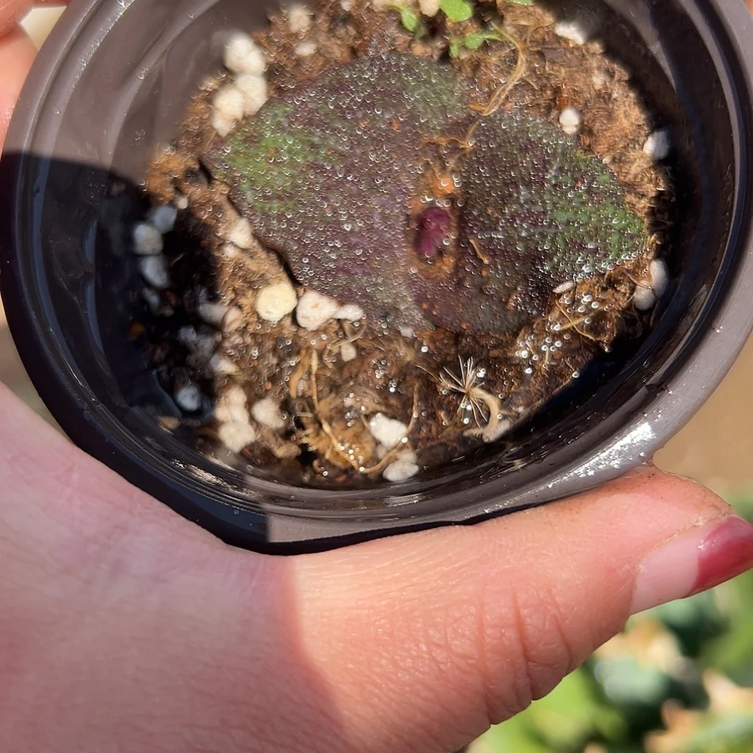 多肉植物开花紫镜