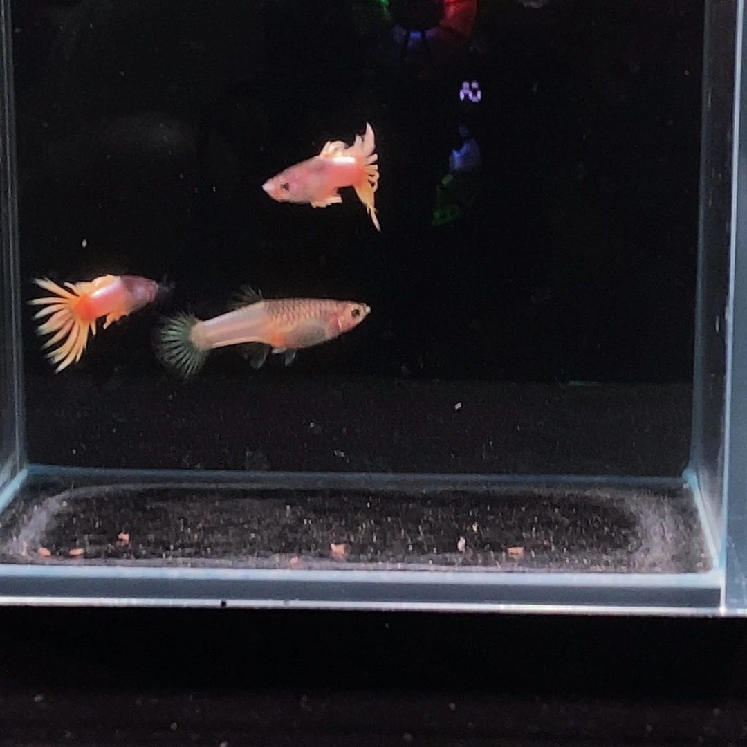 孔雀鱼粉红冠尾两对