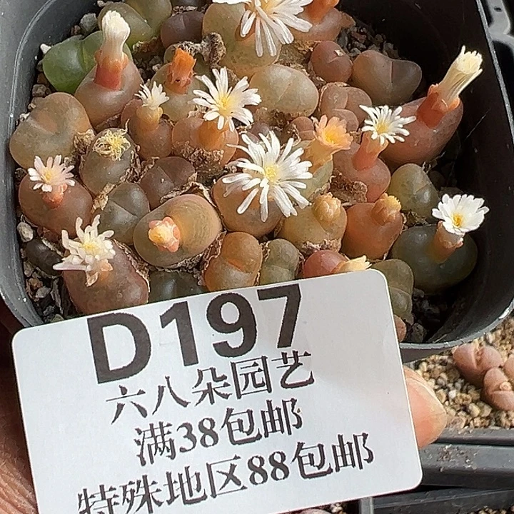 琬***宁197号特价毛zyyyxyxywoz