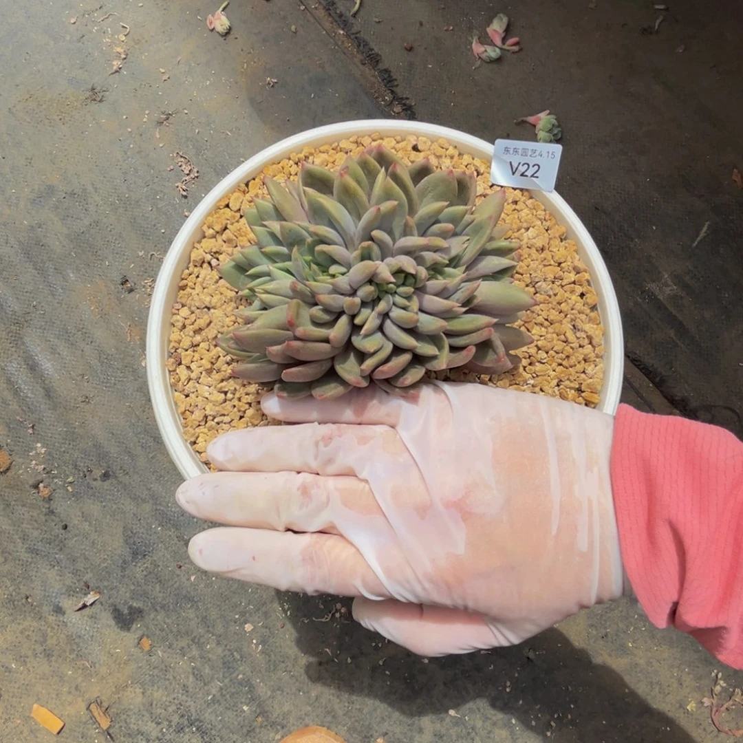 顺****Hv vvvvvvvvvvvvv22