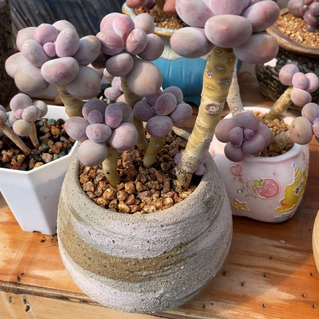 @****蒋多肉老桩漂亮