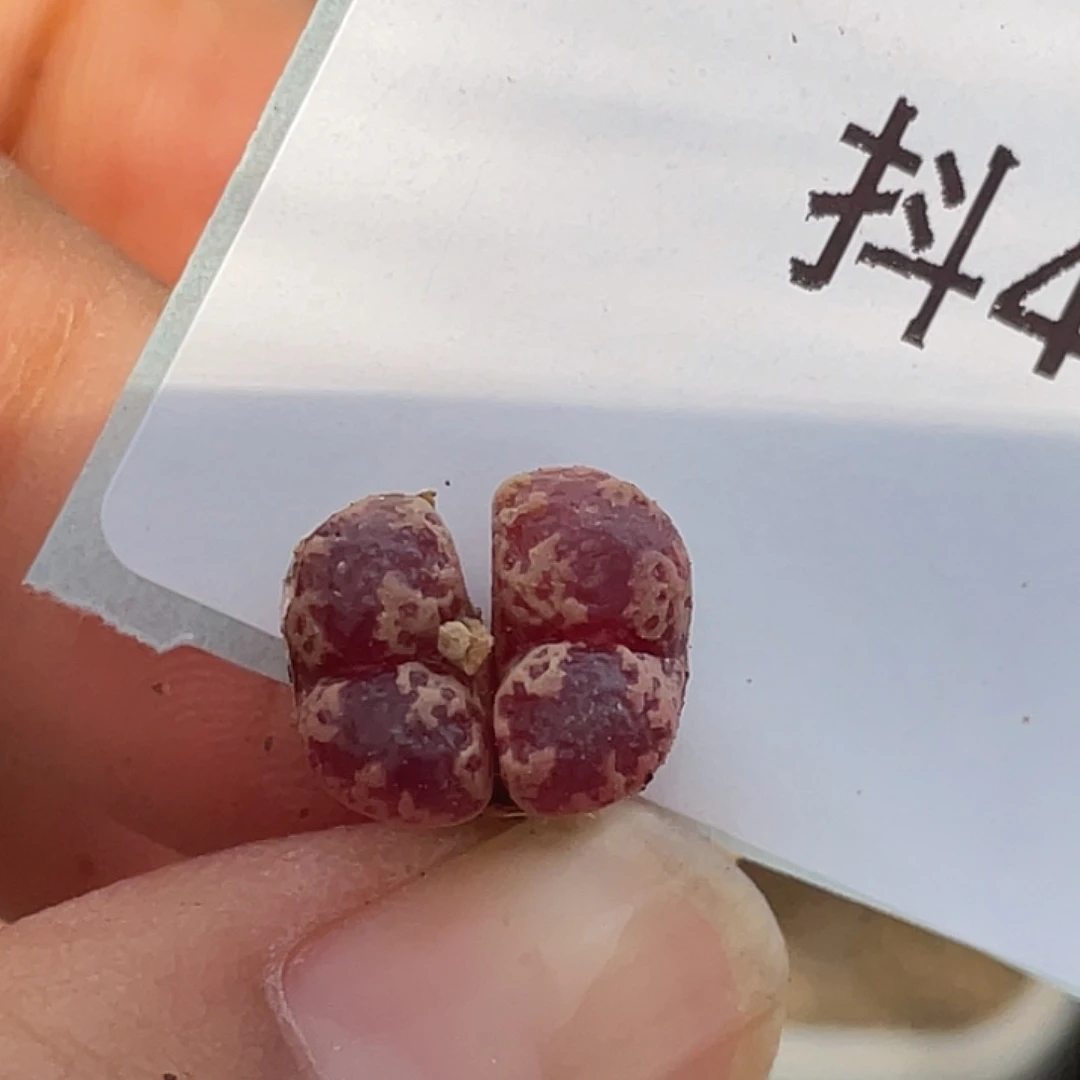 4-4超碟多肉植物