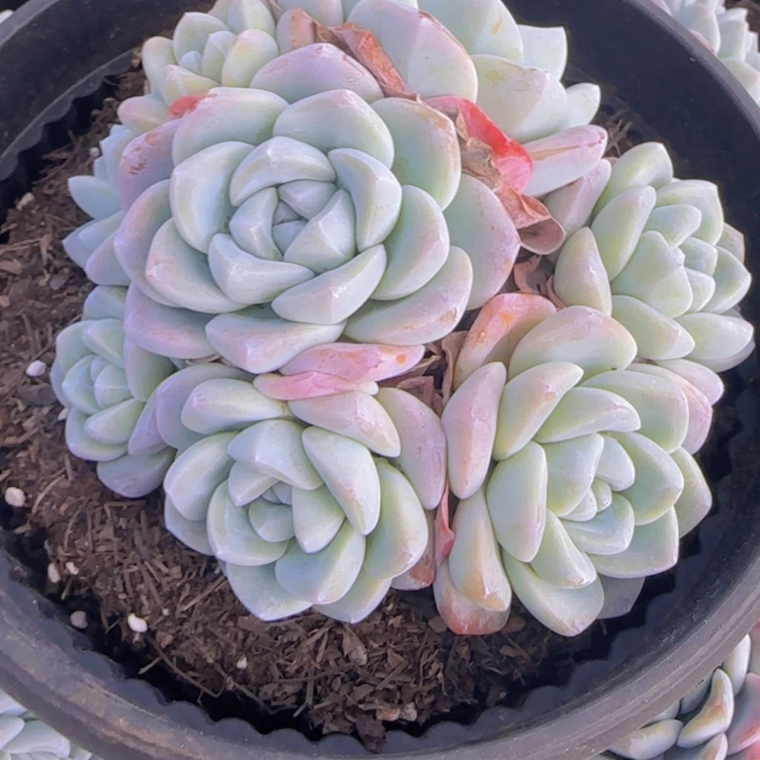 【闪购商品】小群冰玉