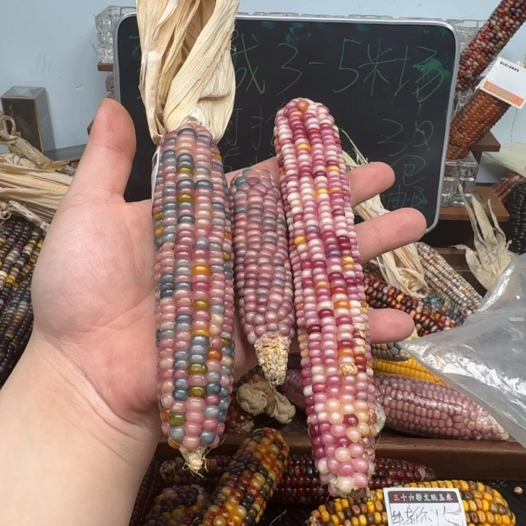 柏香籽/百香籽吊坠简**乐