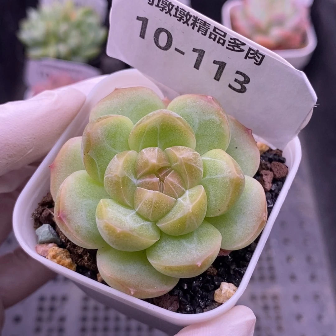 【闪购商品】10-113蜡像