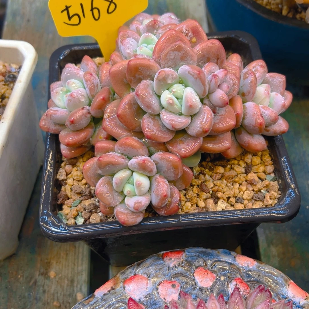 小***柚洛神5168号一物一拍