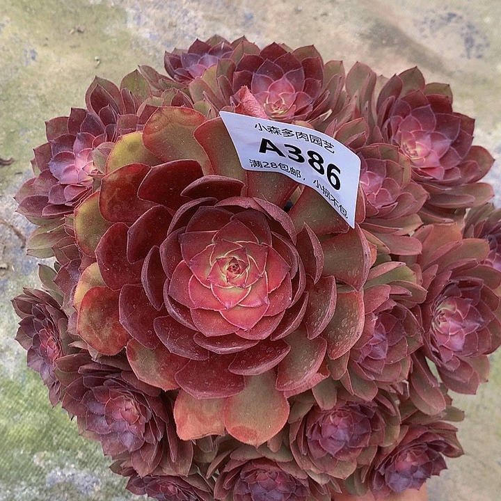 386桃花石多肉8888