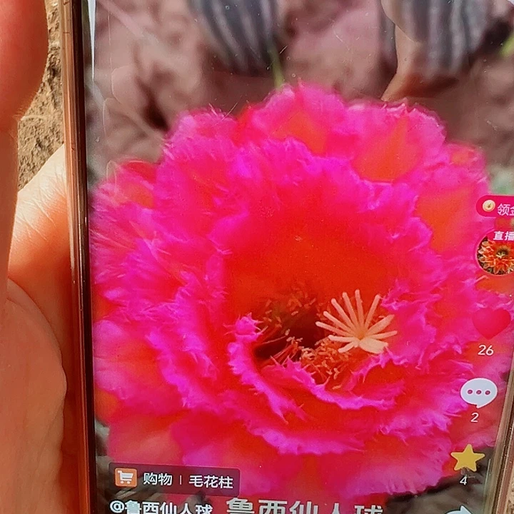 毛花柱  703  15公分左右  瑕疵