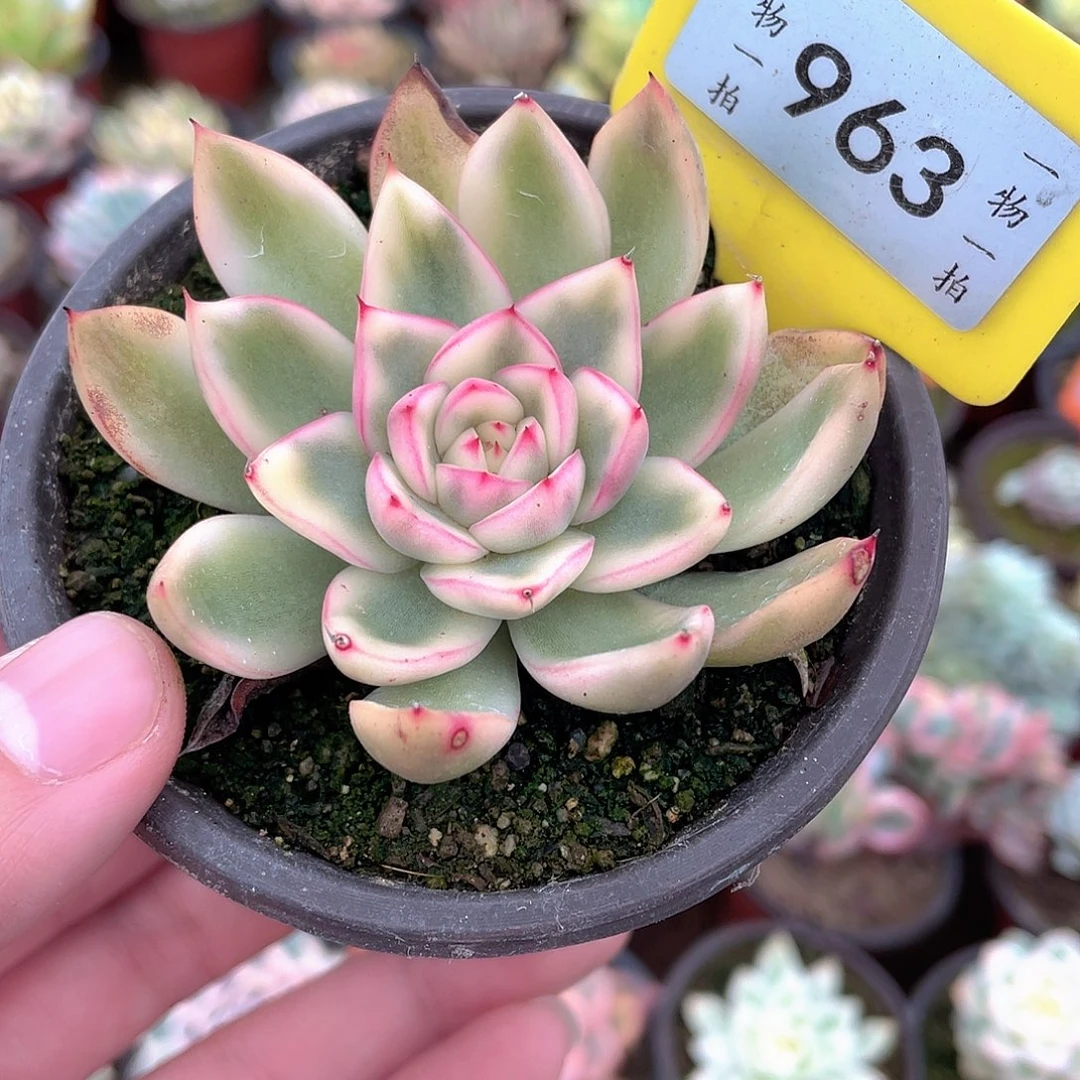 阿诗娜锦963号多肉