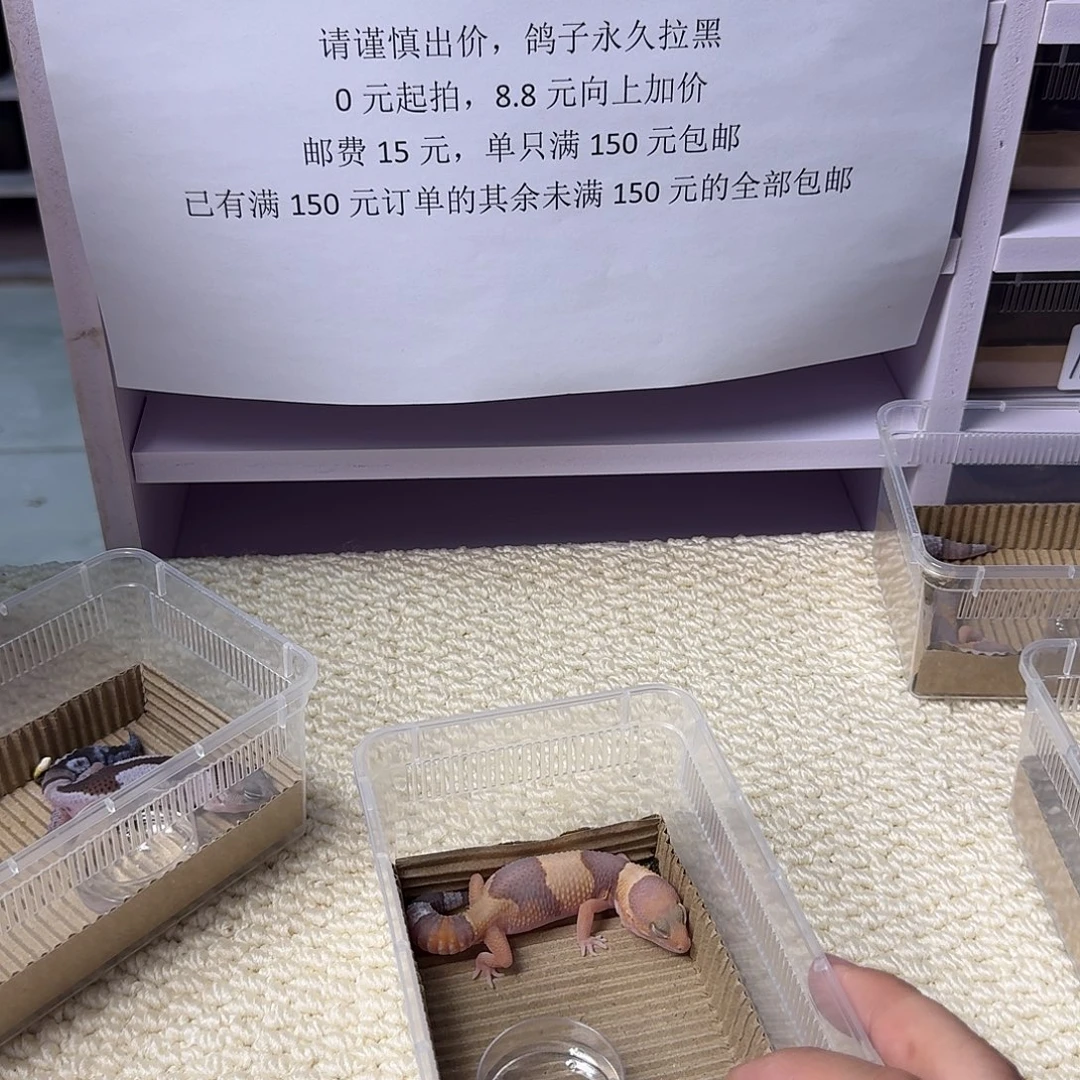 肥尾守宫玫瑰血线橘白妹妹