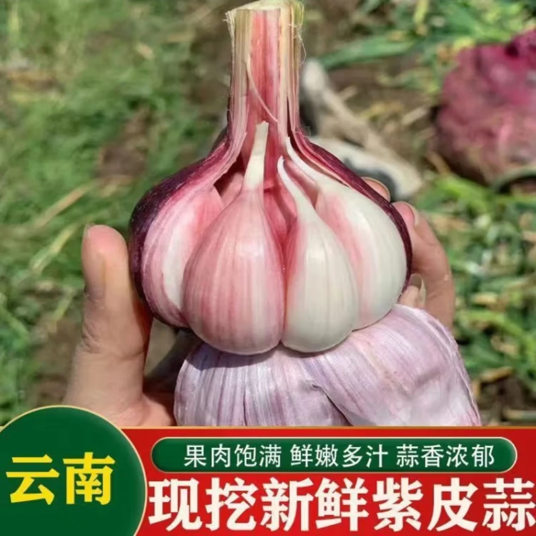 云南紫皮大蒜[5斤]新鲜现挖产地直发