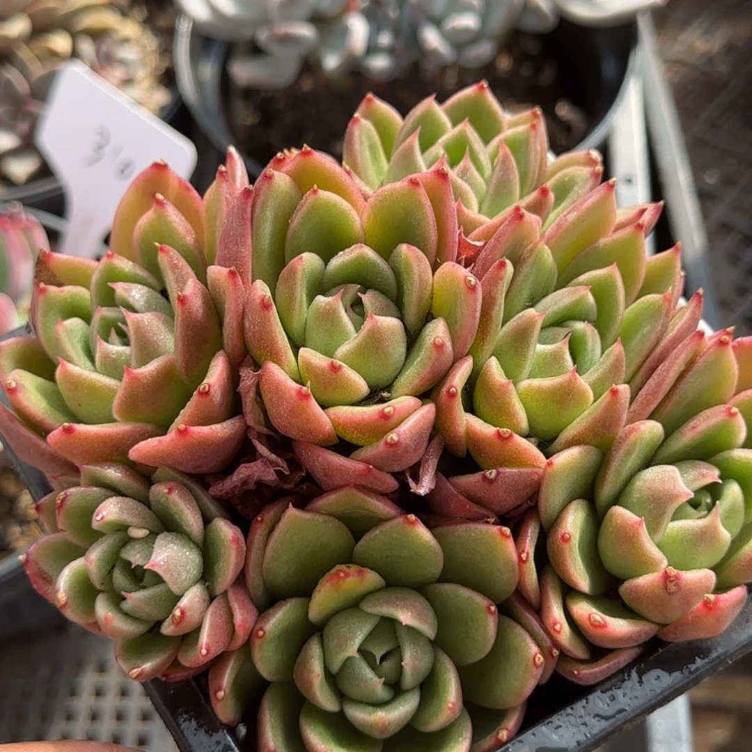 白玫瑰一物一拍包装收缩花旱