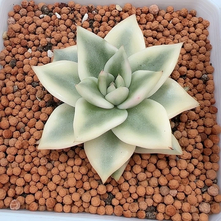 乌木锦多肉植物白白