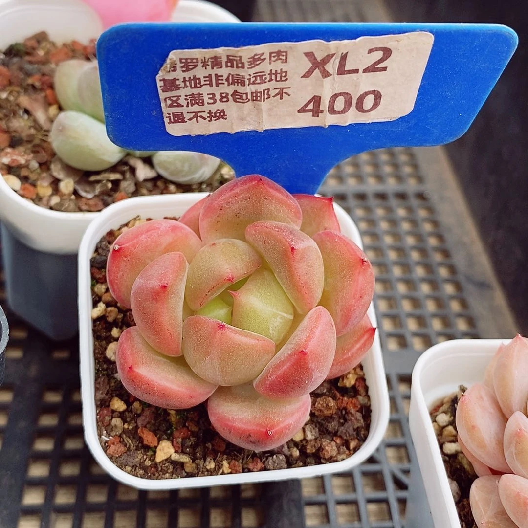 不知名4-5cm多肉植物