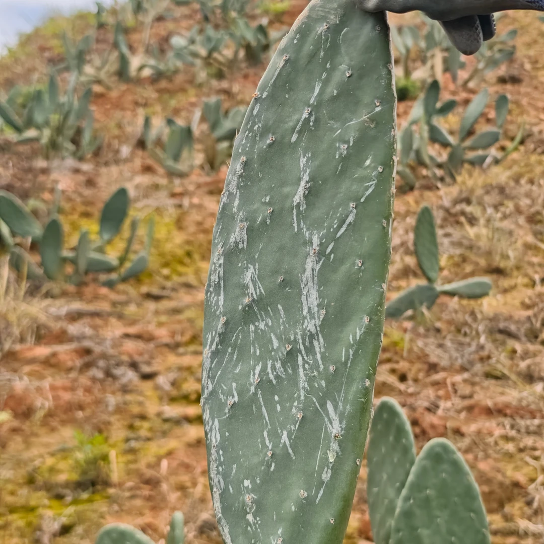 宝塔黄果仙人掌种植片25-30cm（1片装）