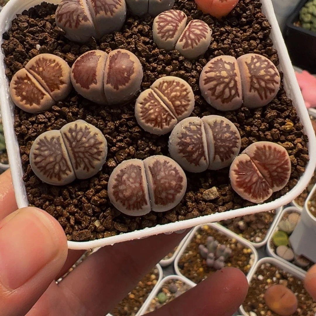 055多肉植物种类多样