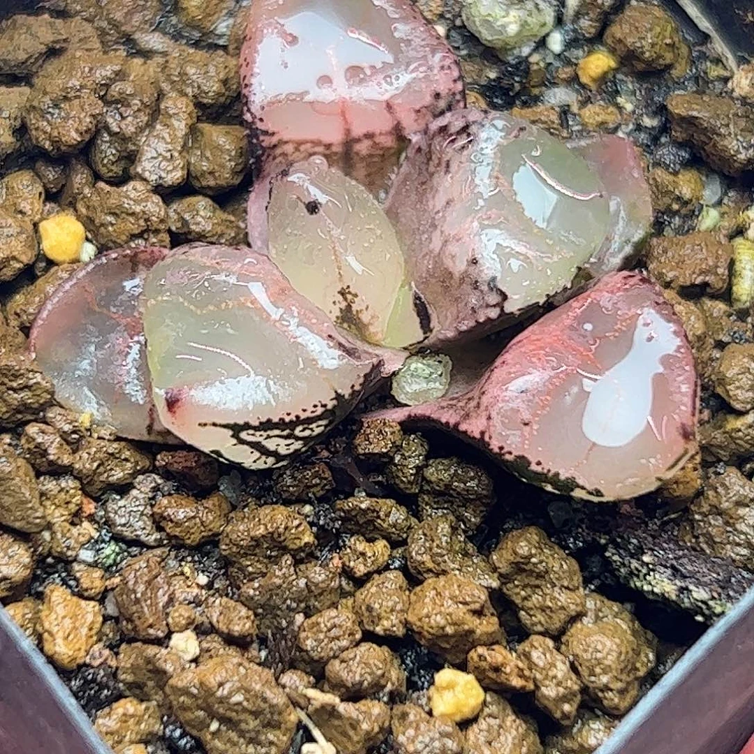 冰皇十二卷多肉植物