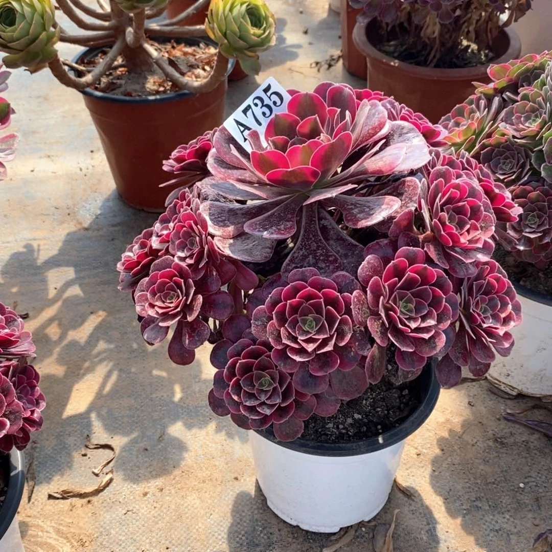 嫩桩美杜莎735多肉法师