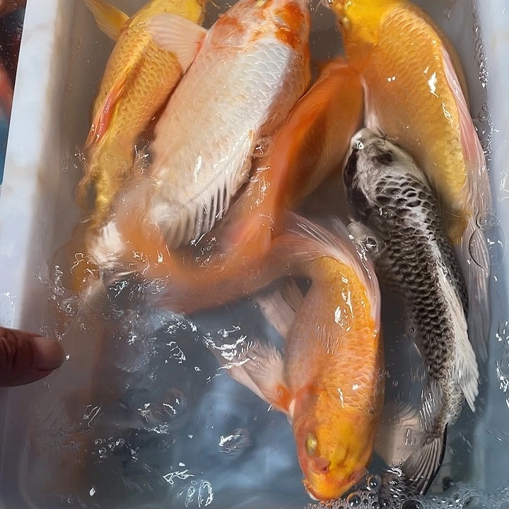 蝴蝶鲤鱼渔场直发119