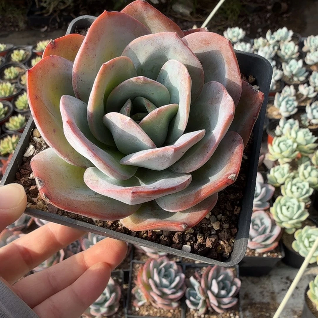 随机发十公分布鲁蓝满20包邮