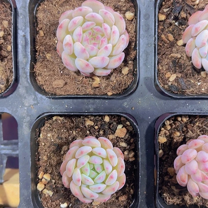 白胖子精品多肉植物