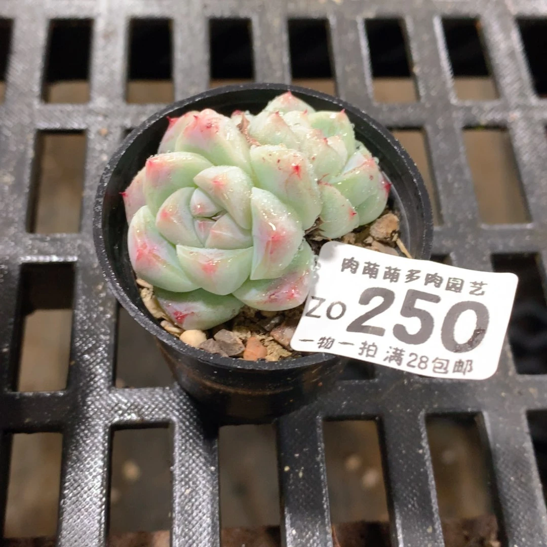 肉萌萌拇指盆精控多肉ZO250