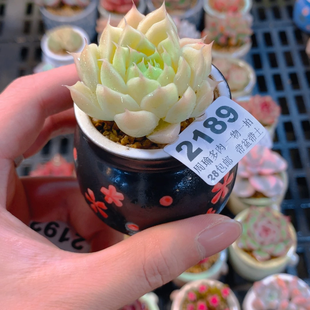 5厘米盆精控多肉2189