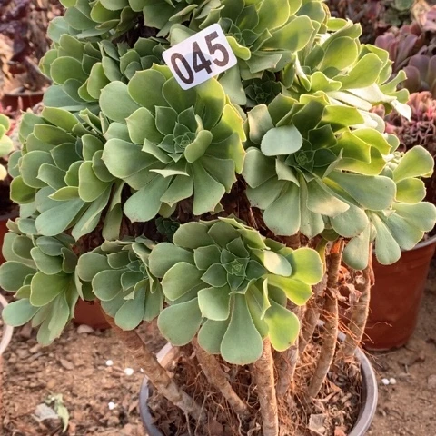 045绿羊绒法师多肉植物