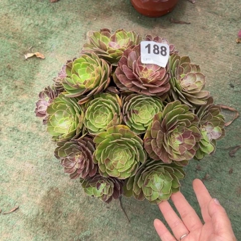 喻***尔188花月夜朵朵多肉