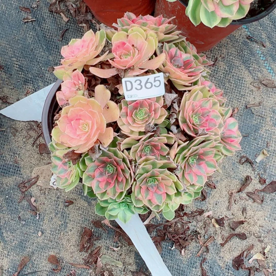 365雨荷多肉植物法师