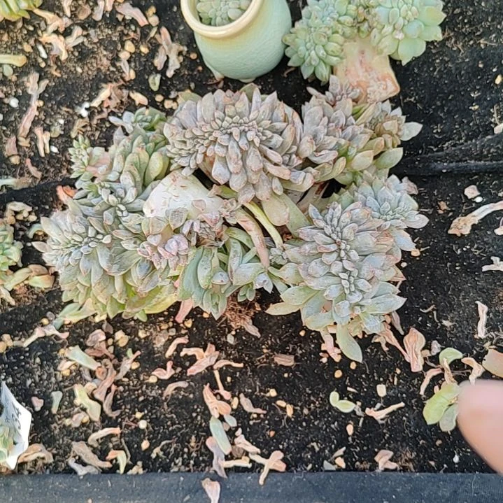 鑫鑫鑫福利星影树一颗包邮宝宝