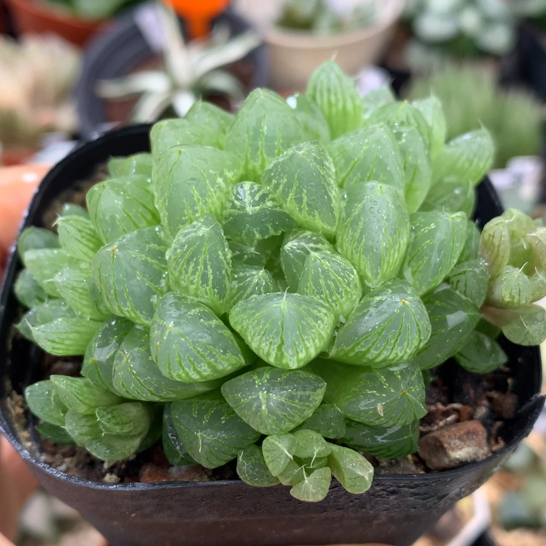 群生雪花玉露，带盆