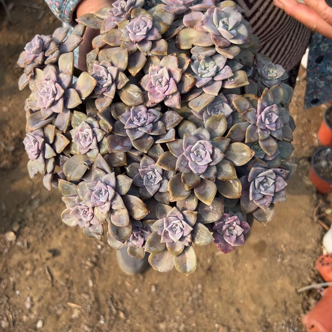 多婆婆中央音乐学院植物