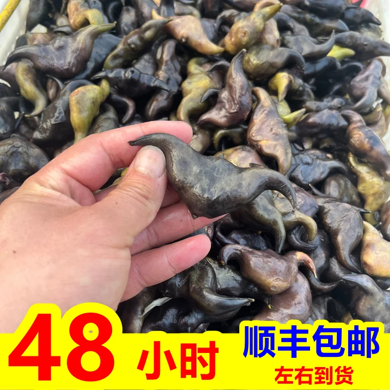 湖北菱角新鲜老棱角粉糯老菱角农家湖北特产黑凌角鲜菱角现摘菱角