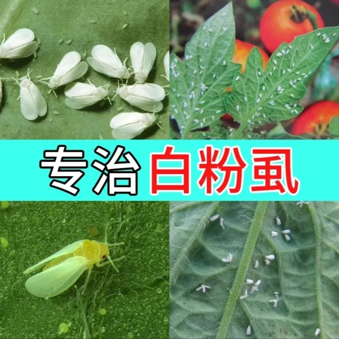 【白飞虱预防治疗管理方案】