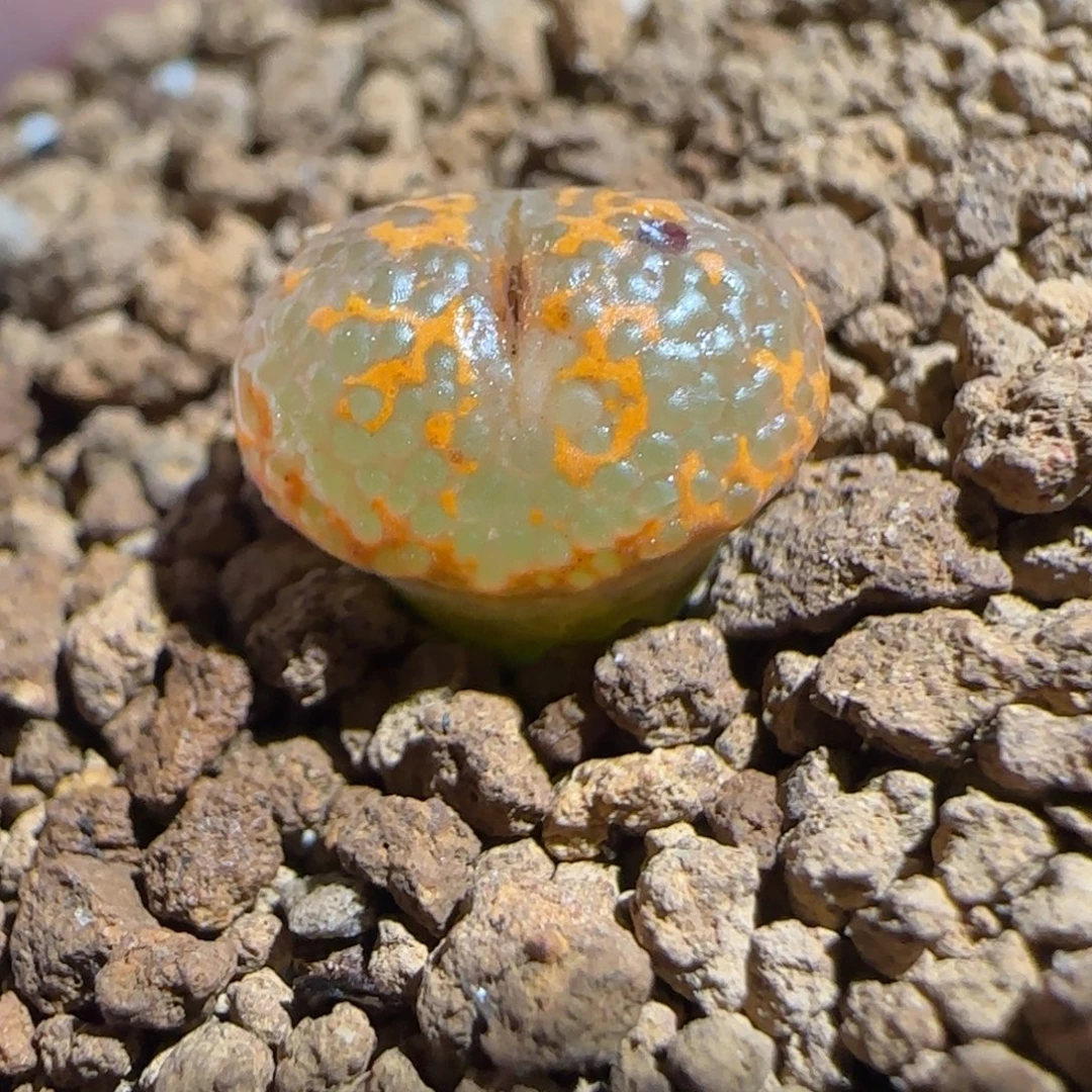 肉锥多肉植物组合-k勋有疤413