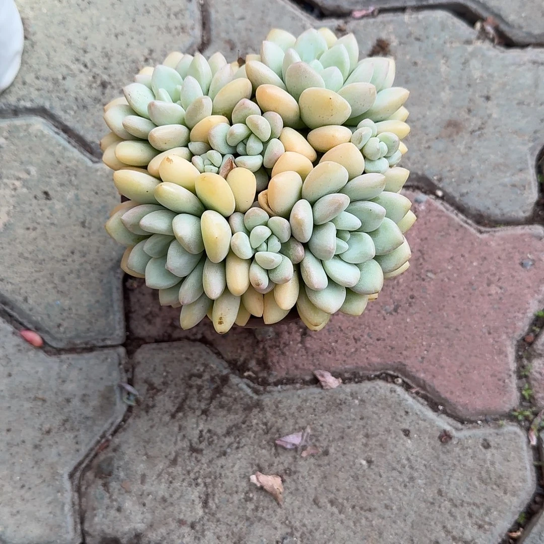 泡泡糖多破肉植物