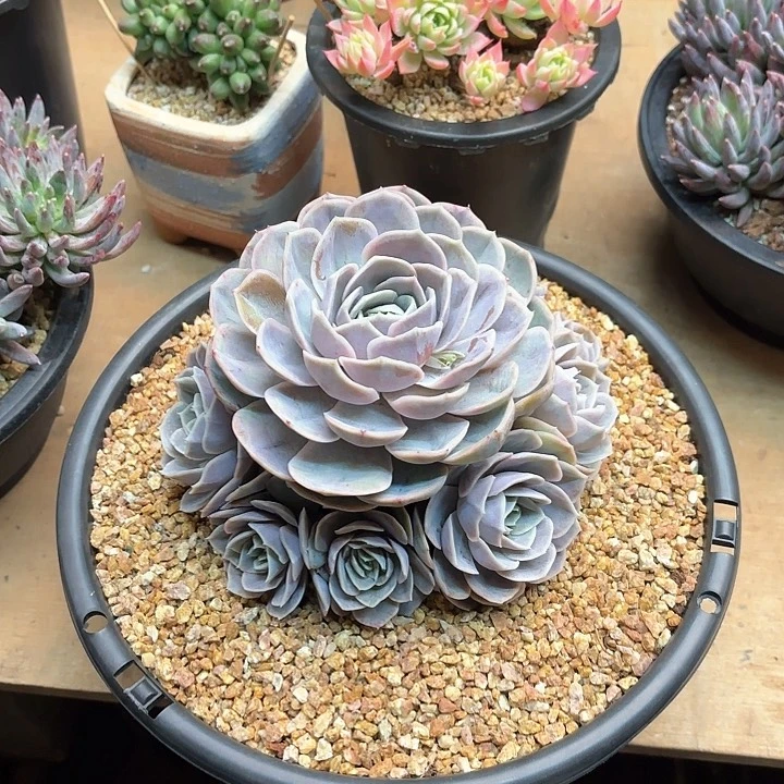 多肉植物，蓝色惊喜