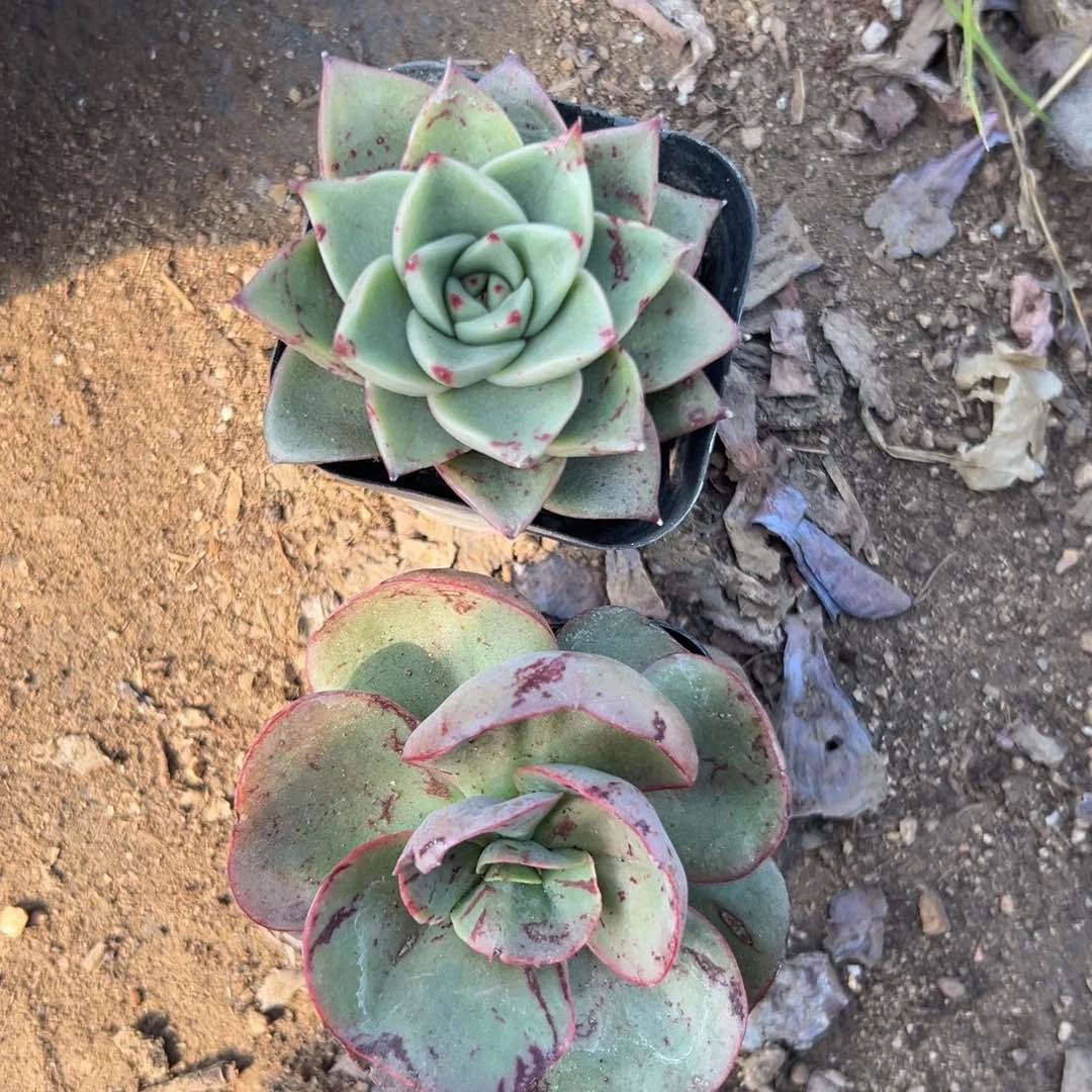 N****゛多肉植物多肉植物