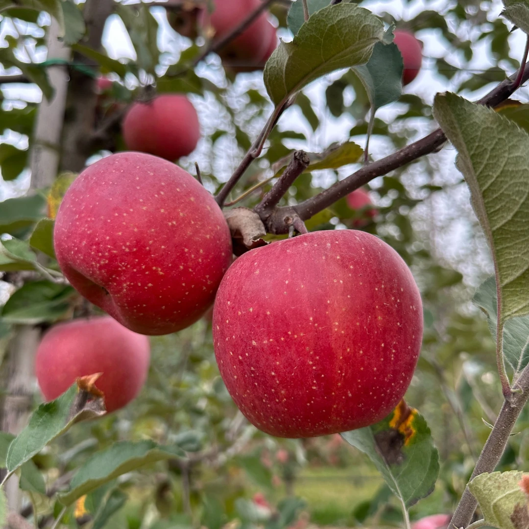 2024丑苹果新鲜苹果绿色食品脆甜多汁产地直发应季水果